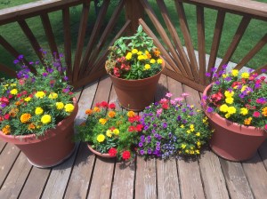 Easter lilies have given way to summer blooms. What beautiful things ought to now be flowering in our lives?