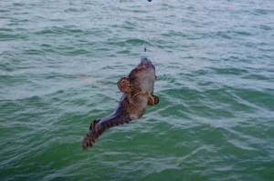 Gerri caught this one. My "catch" didn't even merit a photo...