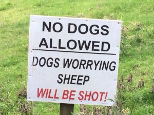 So, just who is my Shepherd, anyway?